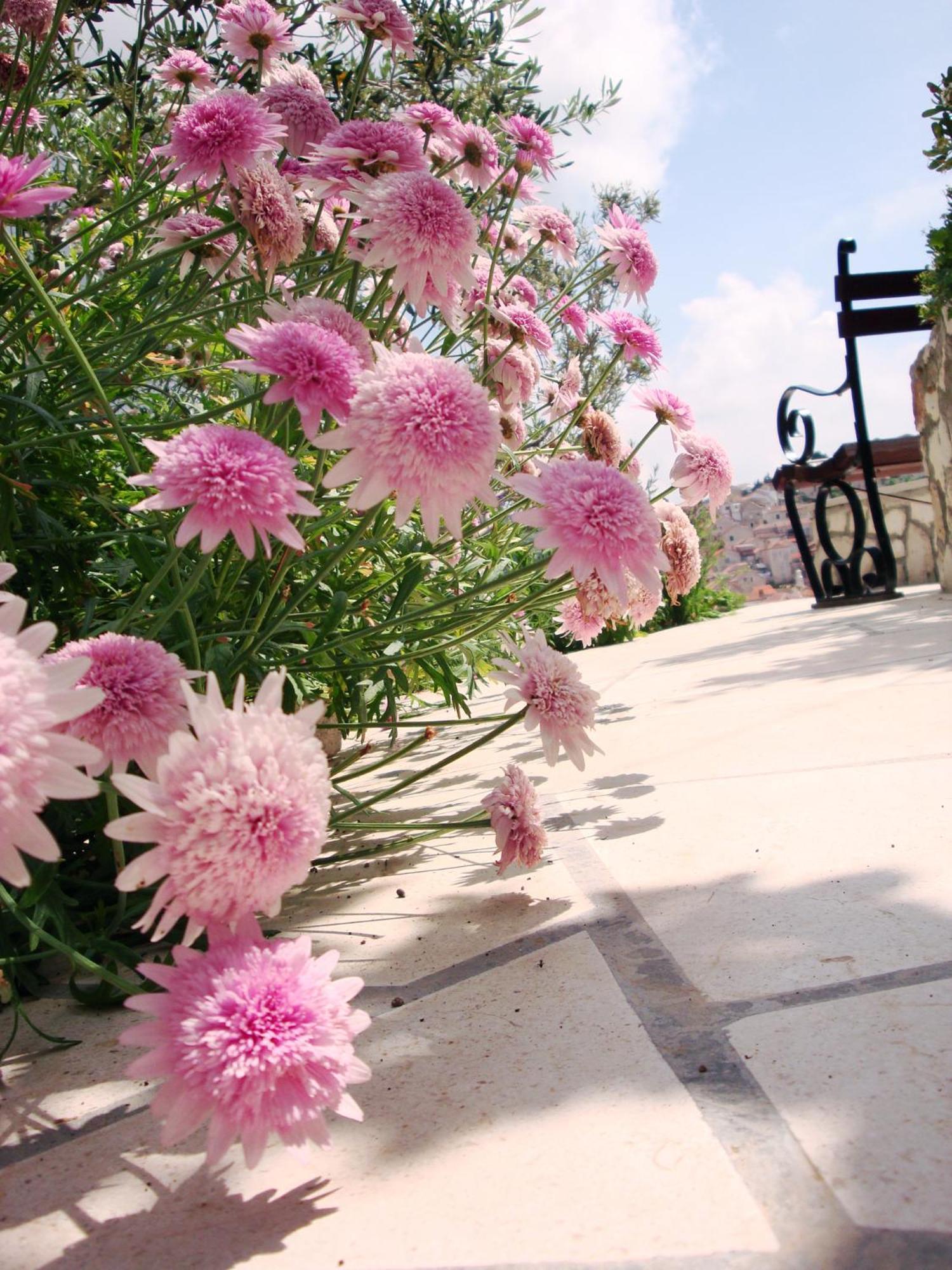 Apartments Olive Tree Hvar Town Exterior foto